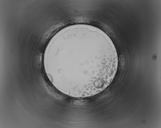 X0000115720550200912241607