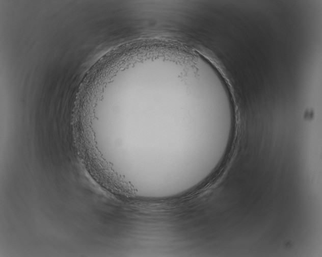 X0000115720577200912241607