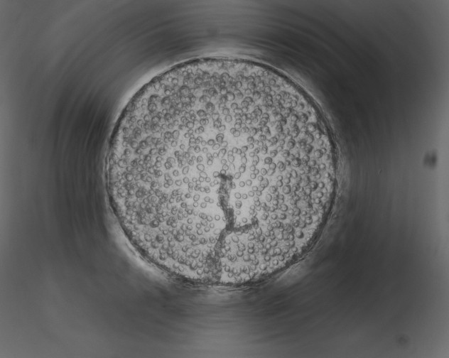 X0000115720848200912241603