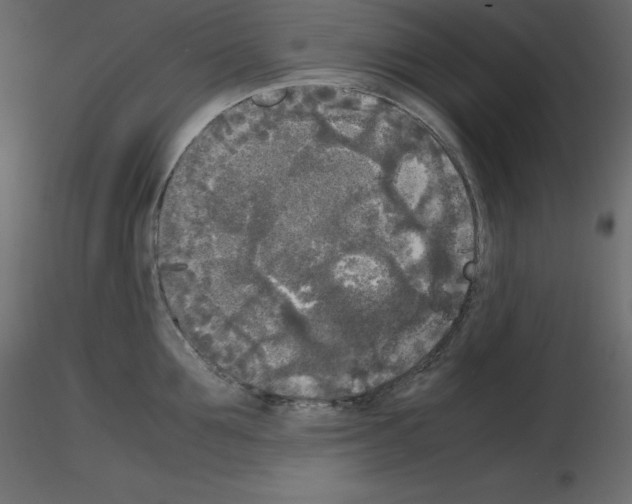 X0000115720907200912241602