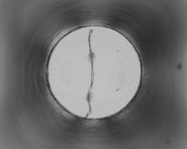 X0000115720949200912241602
