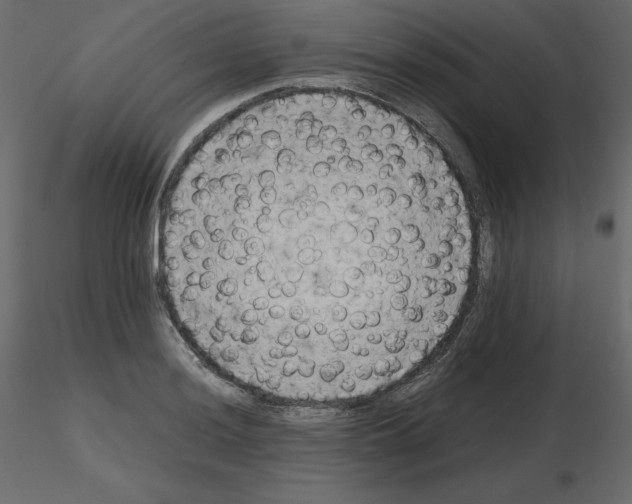 X0000115721036200912241600