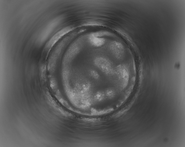 X0000115721121200912241559