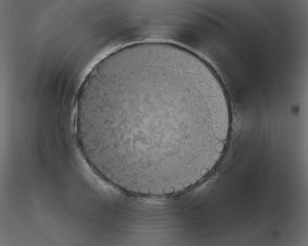 X0000115721126200912241559