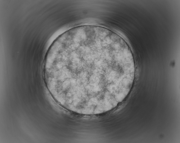 X0000115721146200912241559
