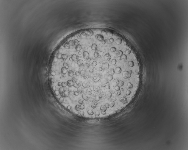 X0000115721212200912241558