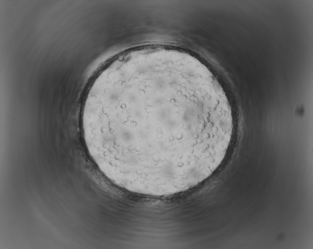 X0000115721222200912241558