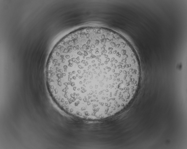 X0000115721335200912241557