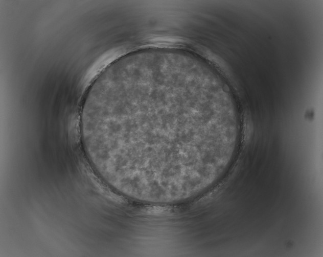 X0000115721362200912241556