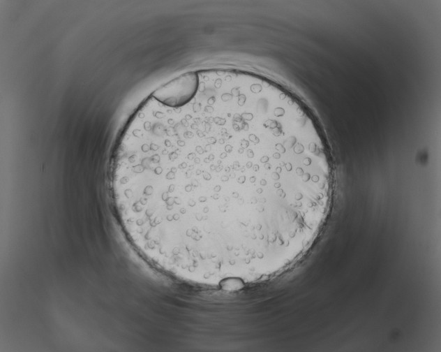X0000115721517200912241554