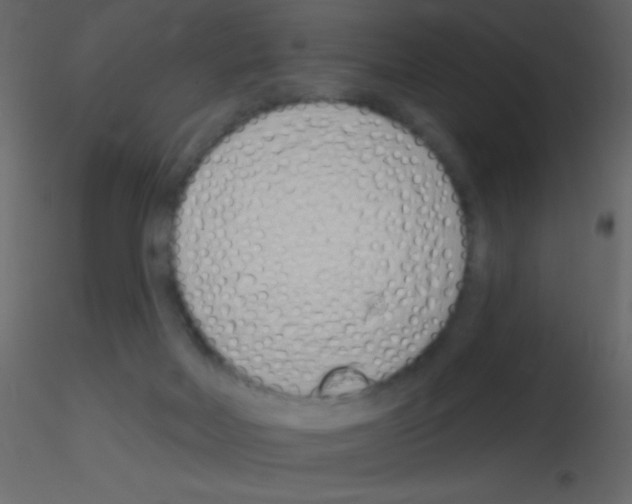 X0000115730026200912241635