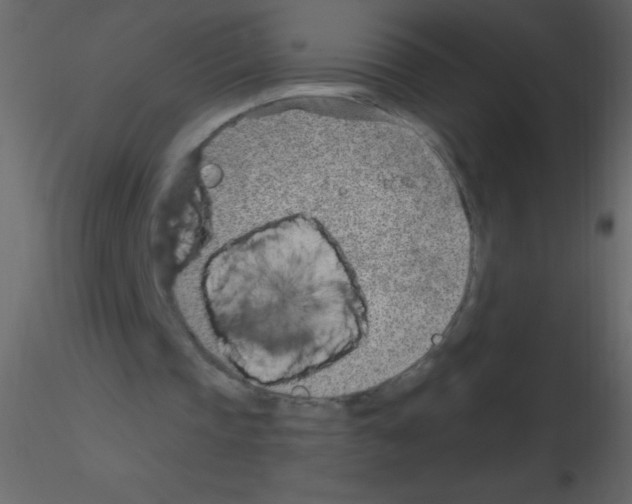 X0000115730337200912241631