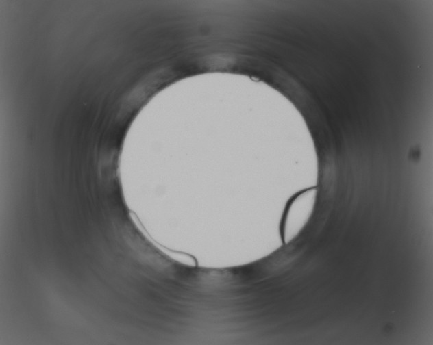 X0000115730525200912241629