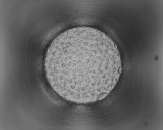 X0000115730635200912241627