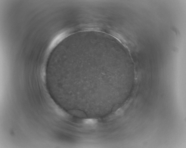 X0000115740053200911252008