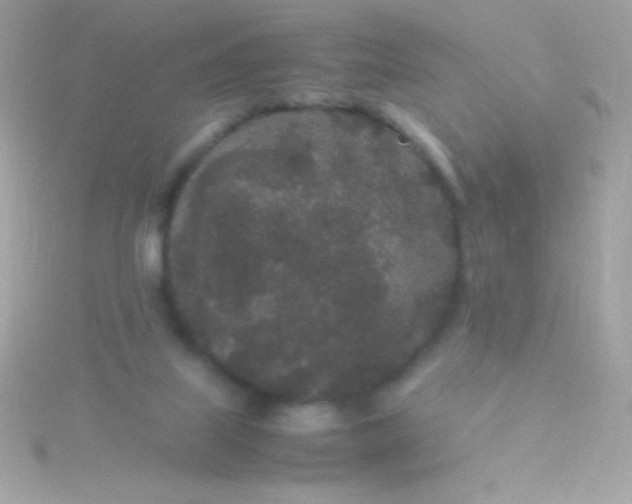 X0000115740067200911252008