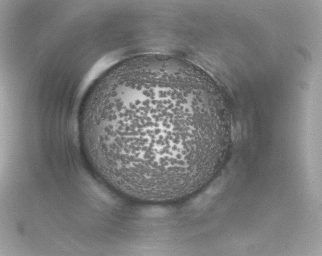 X0000115740198200911252007