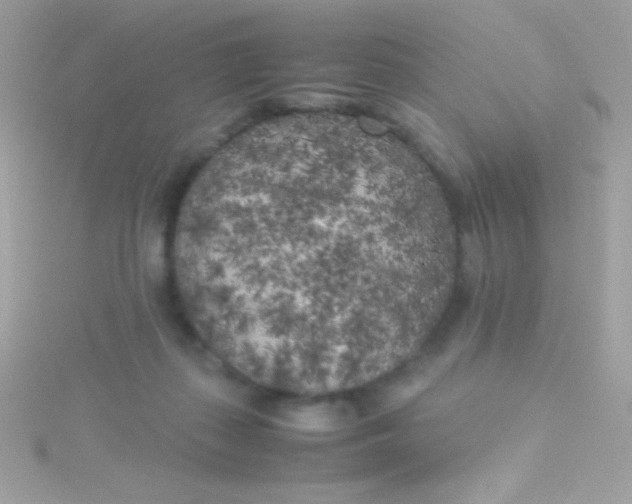 X0000115740267200911252006