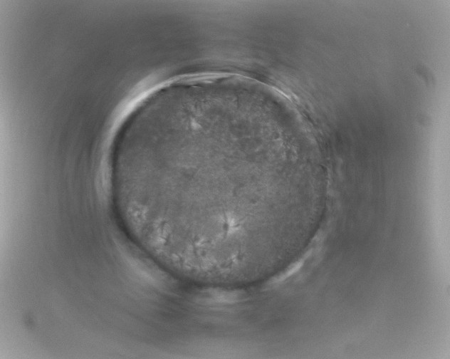 X0000115740343200911252004