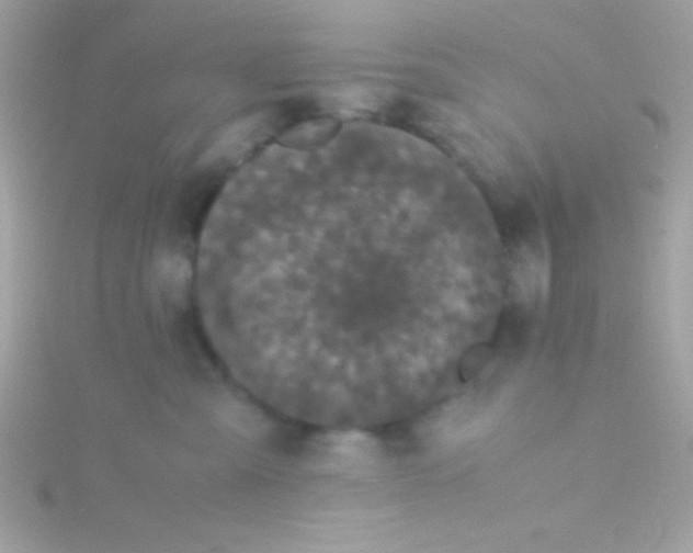 X0000115740427200911252004