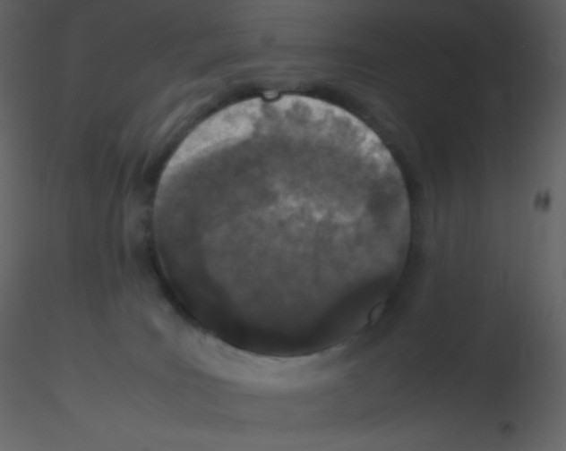 X0000115740035200912241656