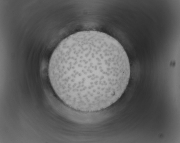 X0000115740038200912241656
