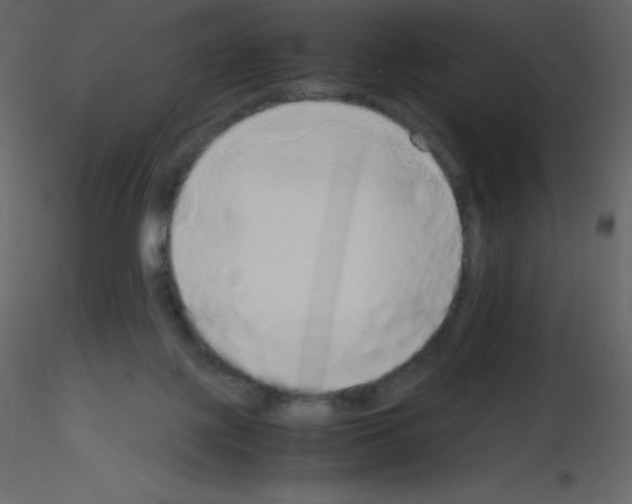 X0000115740075200912241656