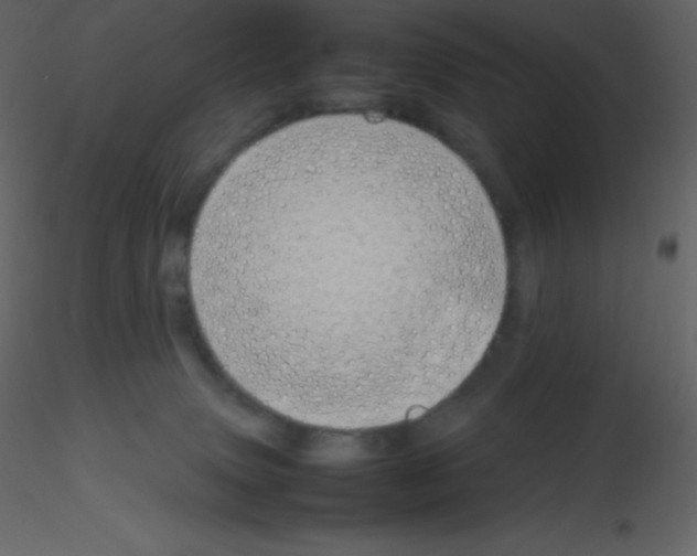 X0000115740083200912241656