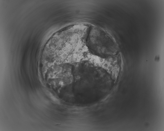 X0000115740145200912241654