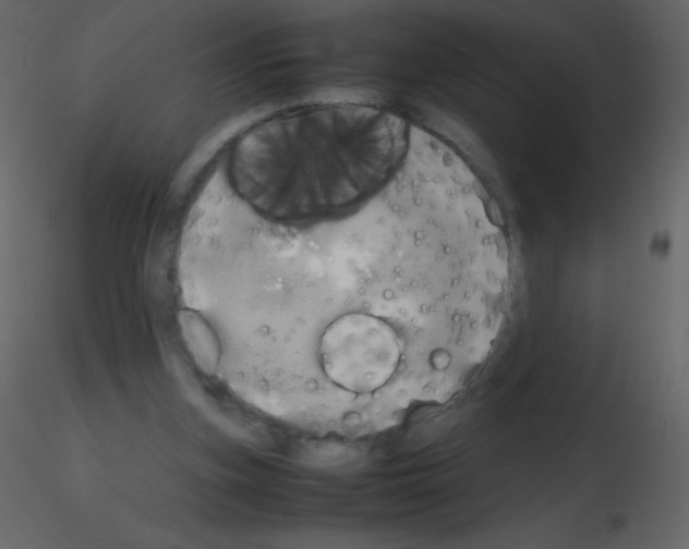 X0000115740155200912241654