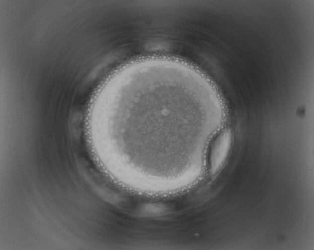 X0000115740171200912241654