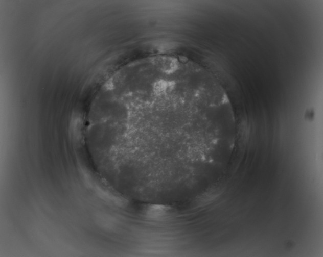 X0000115740222200912241654