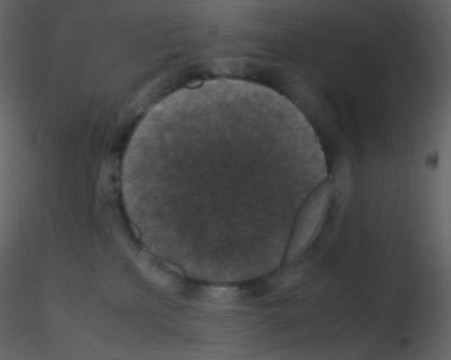 X0000115740233200912241654