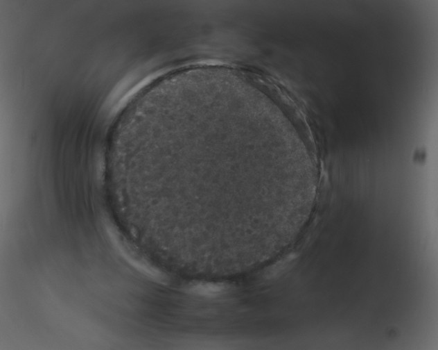 X0000115740247200912241653