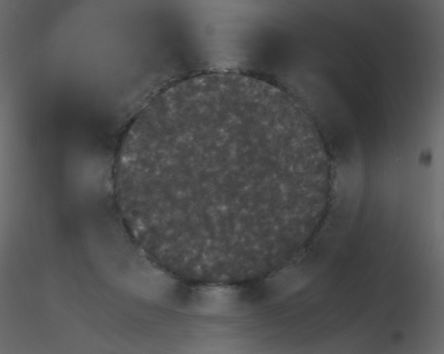 X0000115740313200912241652