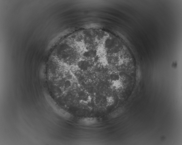 X0000115740353200912241652