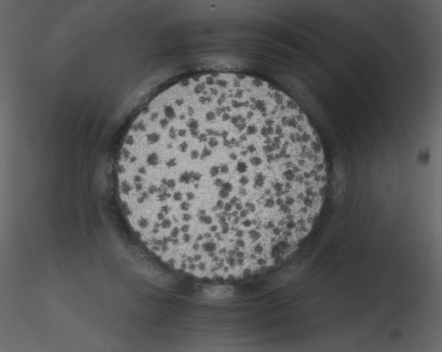 X0000115740355200912241652