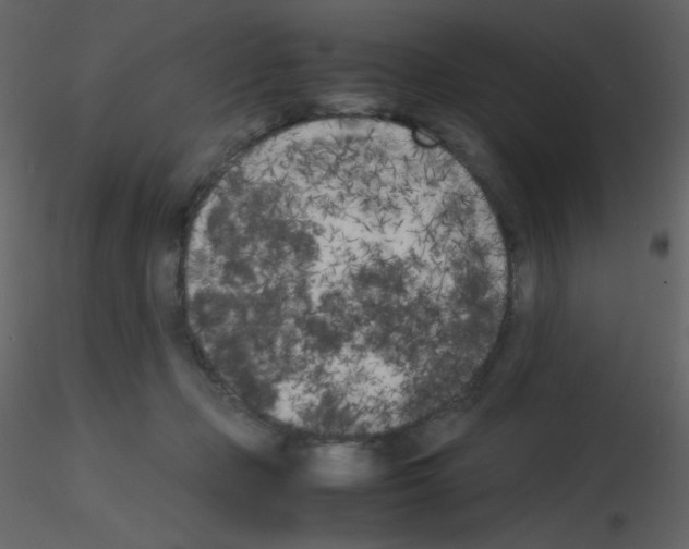 X0000115740365200912241652