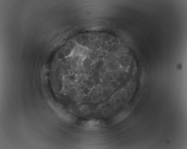 X0000115740366200912241652