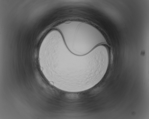 X0000115740435200912241650