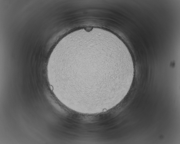 X0000115740445200912241650