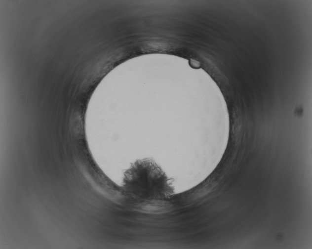 X0000115740459200912241651