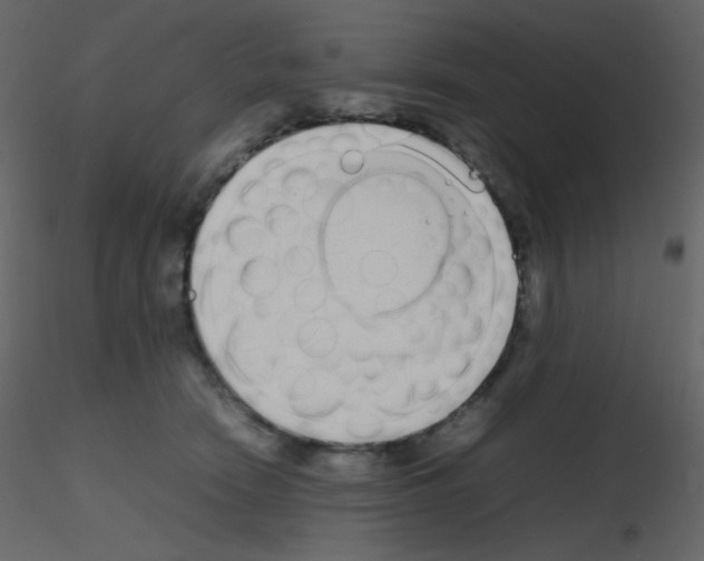 X0000115740466200912241651