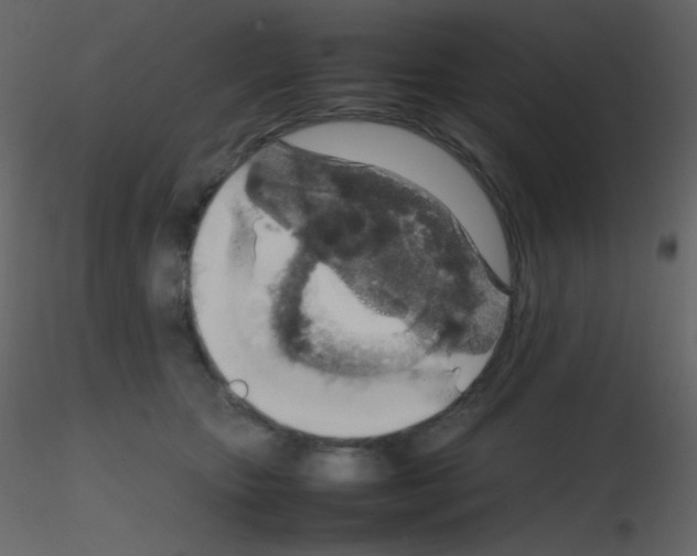 X0000115740467200912241651