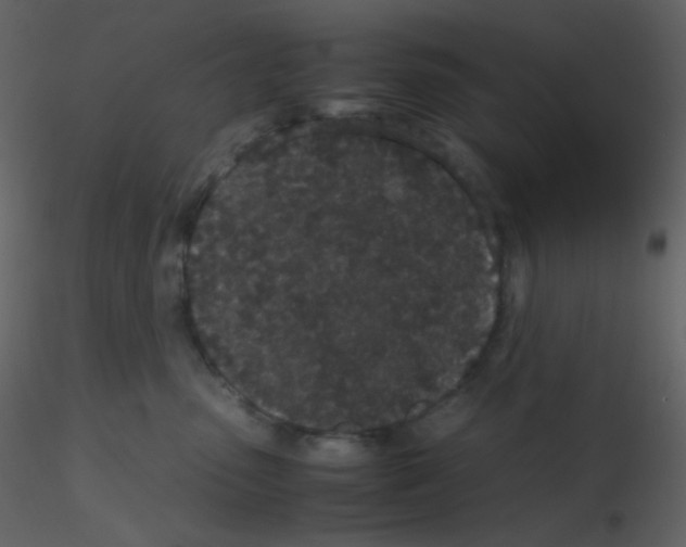 X0000115740475200912241651