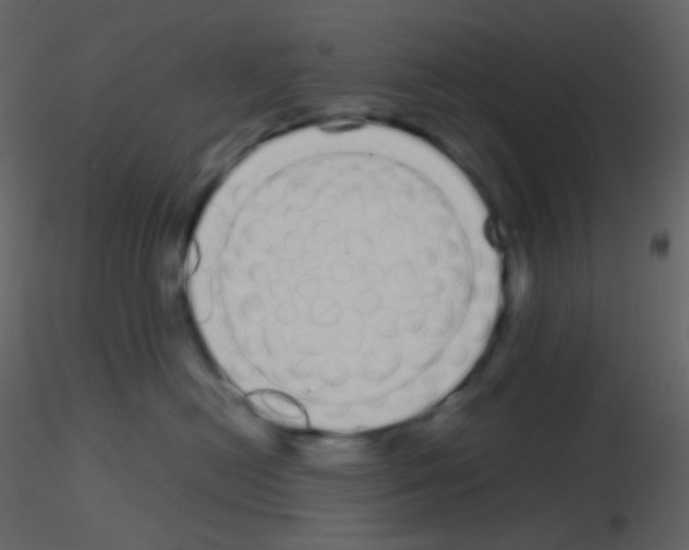 X0000115740478200912241651