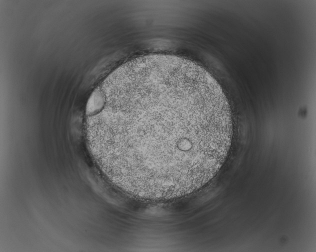 X0000115740550200912241649