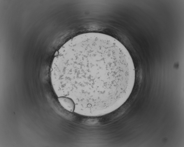 X0000115740554200912241649