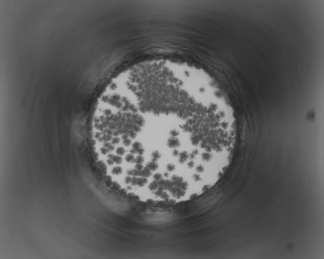 X0000115740559200912241649