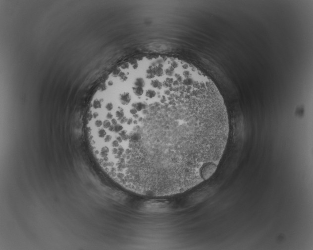 X0000115740606200912241648